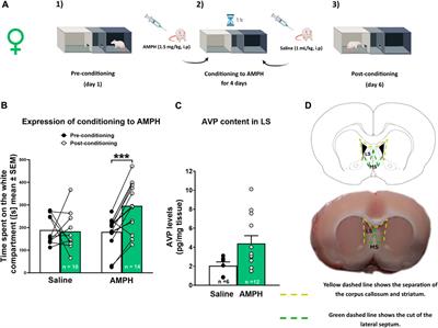 Effect of lateral septum vasopressin administration on reward system neurochemistry and amphetamine-induced addictive-like behaviors in female rats